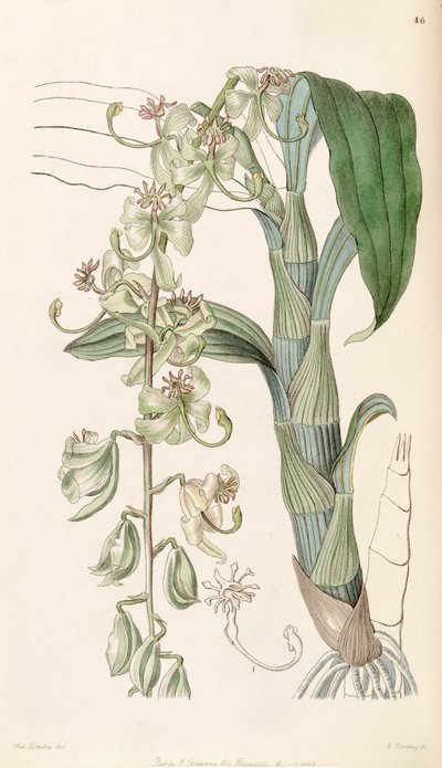 Cycnoches stelliferum von Miss Drake